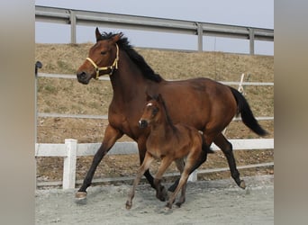 Knabstrup, Stallion, , 14,3 hh, Brown