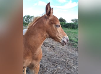 Knabstrup Mix, Stallion, Foal (07/2024), 15,1 hh, Champagne