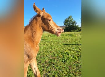 Knabstrup Mix, Stallion, Foal (07/2024), 15,1 hh, Champagne