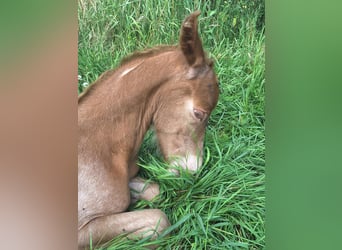 Knabstrup Mix, Stallion, Foal (07/2024), 15,1 hh, Champagne