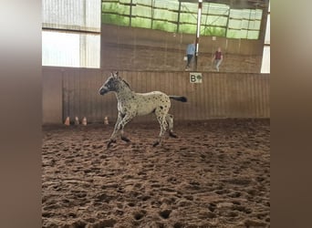Knabstrup, Stallion, Foal (05/2024), 15.1 hh, Leopard-Piebald