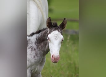 Knabstrup, Stallion, Foal (06/2024), 15,1 hh, Leopard-Piebald