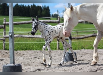 Knabstrup, Stallion, Foal (07/2024), 15,1 hh, Leopard-Piebald