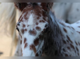 Knabstrup, Stallion, Foal (06/2024), 15,1 hh, Leopard-Piebald