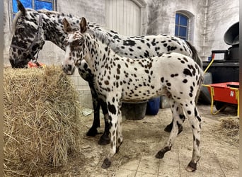 Knabstrup, Stallion, Foal (07/2025), 15.2 hh, Leopard-Piebald Knabstrup, Stallion, Foal (07/2025), 15.2 hh, Leopard-Piebald