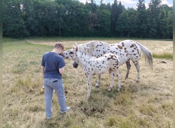 Knabstrup Mix, Stallion, Foal (05/2025), 15.2 hh, Leopard-Piebald Knabstrup Mix, Stallion, Foal (05/2025), 15.2 hh, Leopard-Piebald