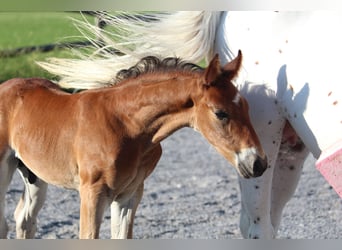 Knabstrup, Stallion, , 15,1 hh, Brown