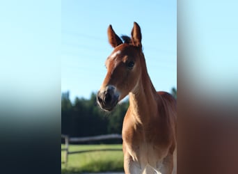 Knabstrup, Stallion, , 15,1 hh, Brown