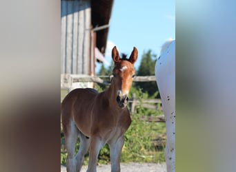 Knabstrup, Stallion, , 15,1 hh, Brown