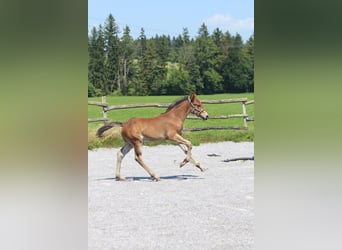 Knabstrup, Stallion, Foal (06/2025), 15,1 hh, Brown