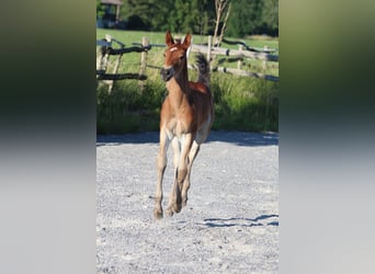 Knabstrup, Stallion, , 15,1 hh, Brown