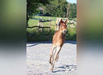 Knabstrup, Stallion, , 15,1 hh, Brown