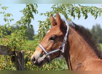 Knabstrup, Stallion, Foal (06/2025), 15,1 hh, Brown