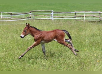 Knabstrup, Stallion, , 15,1 hh, Brown
