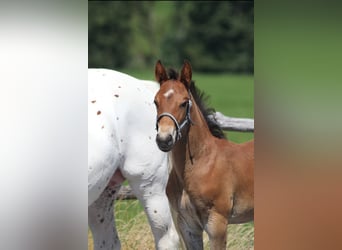 Knabstrup, Stallion, Foal (06/2025), 15,1 hh, Brown