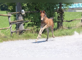 Knabstrup, Stallion, Foal (06/2025), 15,1 hh, Brown
