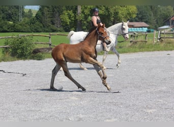 Knabstrup, Stallion, Foal (06/2025), 15,1 hh, Brown