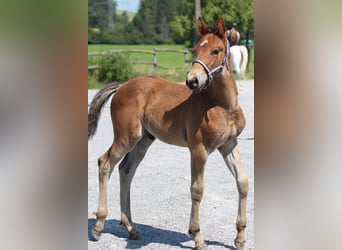 Knabstrup, Stallion, Foal (06/2025), 15,1 hh, Brown