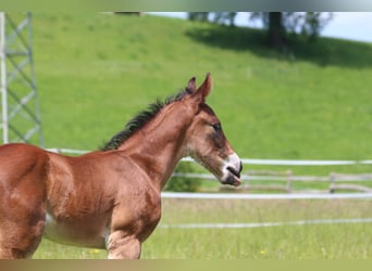 Knabstrup, Stallion, , 15,1 hh, Brown