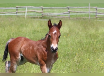 Knabstrup, Stallion, , 15,1 hh, Brown