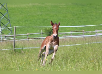 Knabstrup, Stallion, , 15,1 hh, Brown
