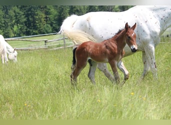 Knabstrup, Stallion, , 15,1 hh, Brown