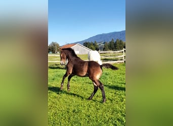 Knabstrup, Stallion, Foal (06/2025), 15,1 hh, Brown