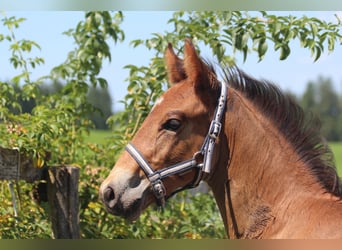 Knabstrup, Stallion, Foal (06/2025), 15,1 hh, Brown