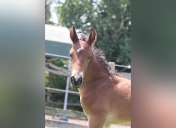 Knabstrup, Stallion, , 15,1 hh, Brown