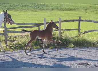 Knabstrup, Stallion, , 15,1 hh, Brown