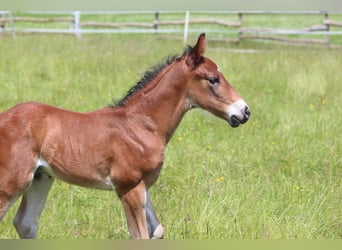 Knabstrup, Stallion, , 15,1 hh, Brown