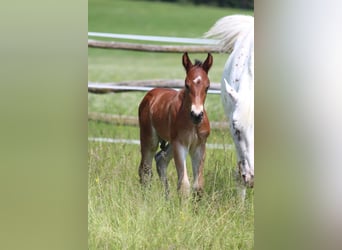 Knabstrup, Stallion, , 15,1 hh, Brown