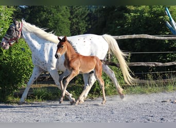 Knabstrup, Stallion, , 15,1 hh, Brown