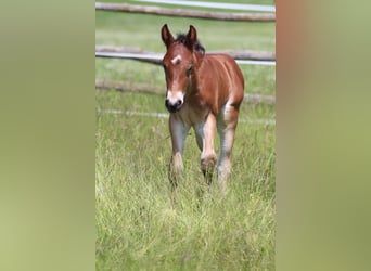 Knabstrup, Stallion, , 15,1 hh, Brown
