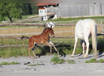 Knabstrup, Stallion, , 15,1 hh, Brown