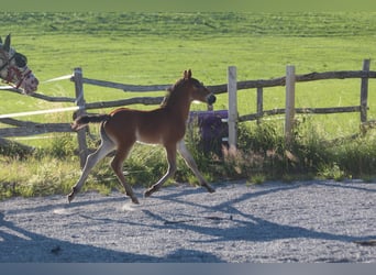 Knabstrup, Stallion, , 15,1 hh, Brown