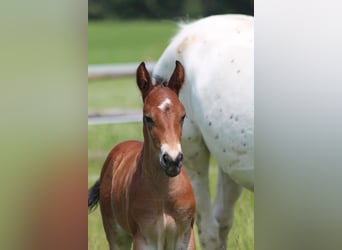 Knabstrup, Stallion, , 15,1 hh, Brown