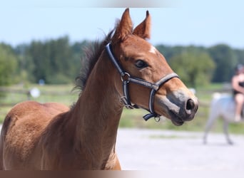 Knabstrup, Stallion, Foal (06/2025), 15,1 hh, Brown