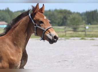Knabstrup, Stallion, Foal (06/2025), 15,1 hh, Brown