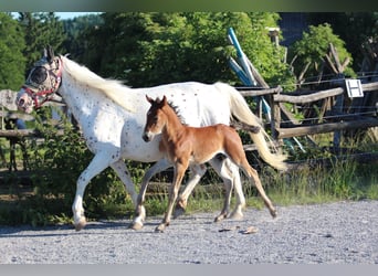Knabstrup, Stallion, , 15,1 hh, Brown