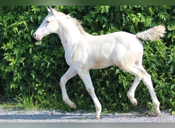 Knabstrup, Stallion, , 15,2 hh, Leopard-Piebald
