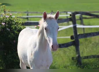 Knabstrup, Stallion, , 15,2 hh, Leopard-Piebald
