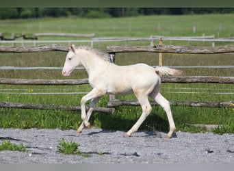 Knabstrup, Stallion, , 15,2 hh, Leopard-Piebald