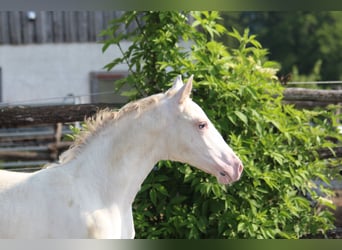 Knabstrup, Stallion, , 15,2 hh, Leopard-Piebald