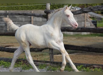 Knabstrup, Stallion, , 15,2 hh, Leopard-Piebald