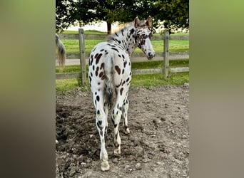 Knabstrup, Stallion, Foal (07/2025), 15,2 hh, Leopard-Piebald