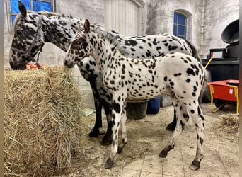 Knabstrup, Stallion, Foal (07/2025), 15,2 hh, Leopard-Piebald