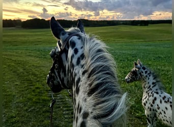 Knabstrup, Stallion, Foal (07/2025), 15,2 hh, Leopard-Piebald