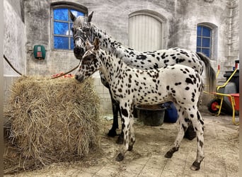 Knabstrup, Stallion, Foal (07/2025), 15,2 hh, Leopard-Piebald
