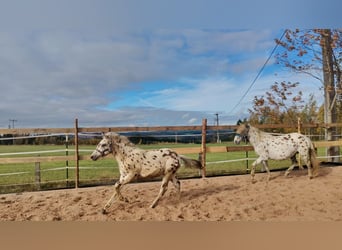 Knabstrup Mix, Stallion, Foal (05/2025), 15,2 hh, Leopard-Piebald